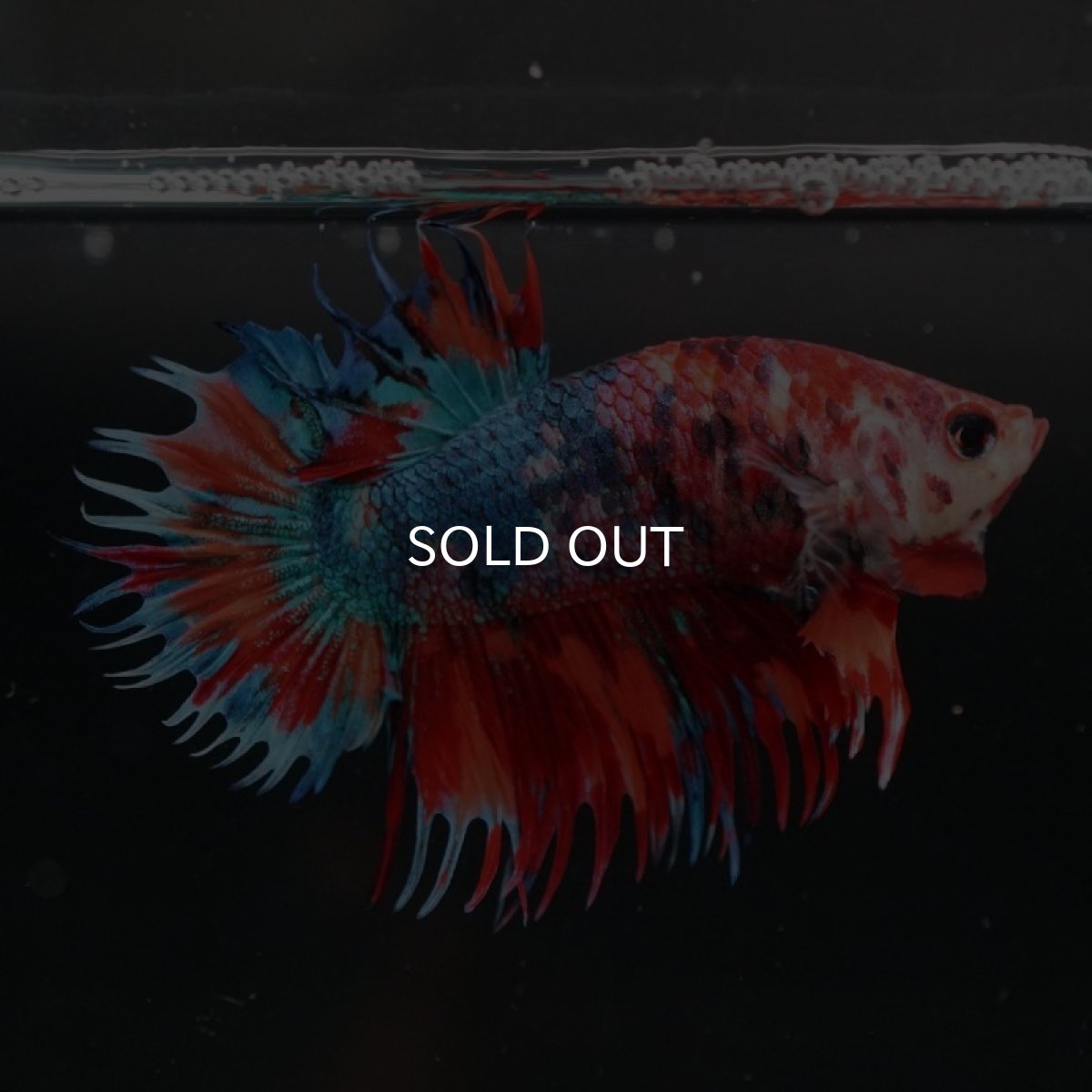 画像2: CTPK キャンディ (2)