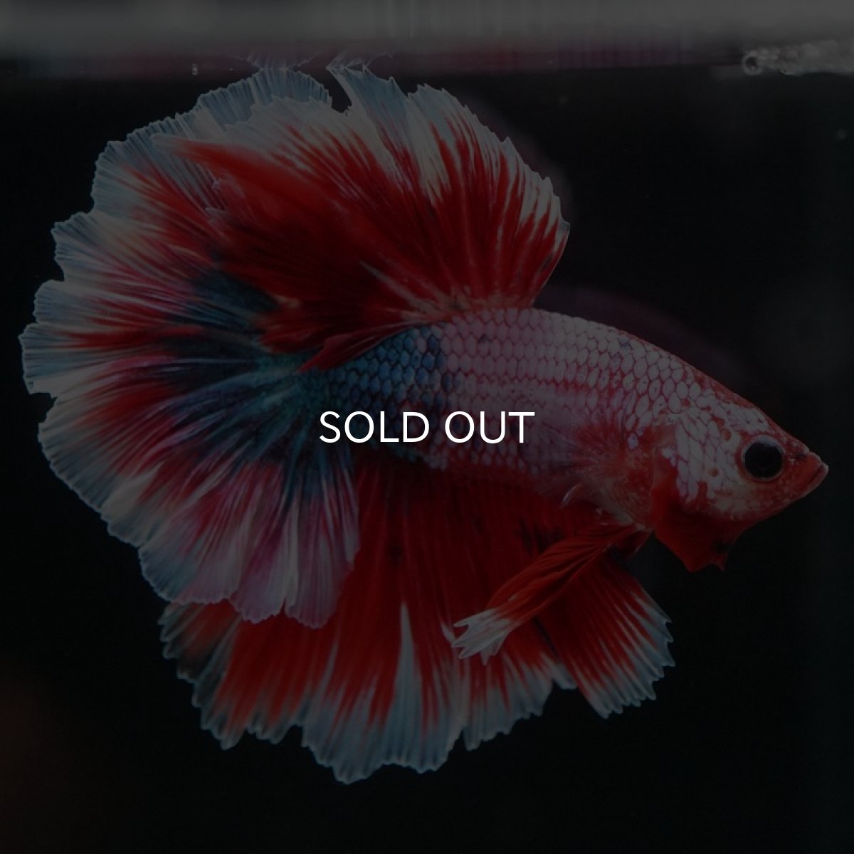 画像4: HM　ファンシーレッド　ローズテール (4)