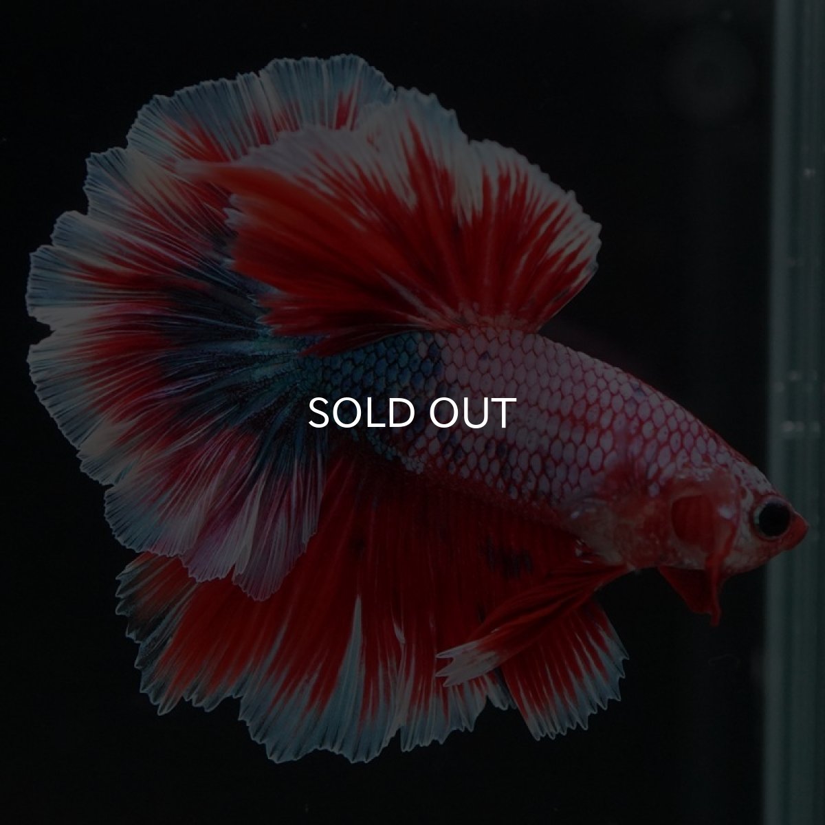 画像3: HM　ファンシーレッド　ローズテール (3)