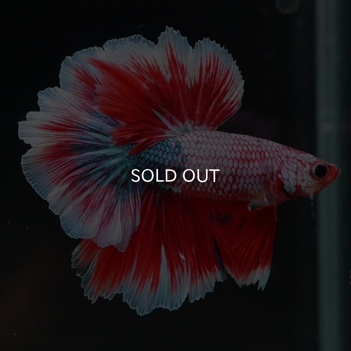 画像2: HM　ファンシーレッド　ローズテール (2)