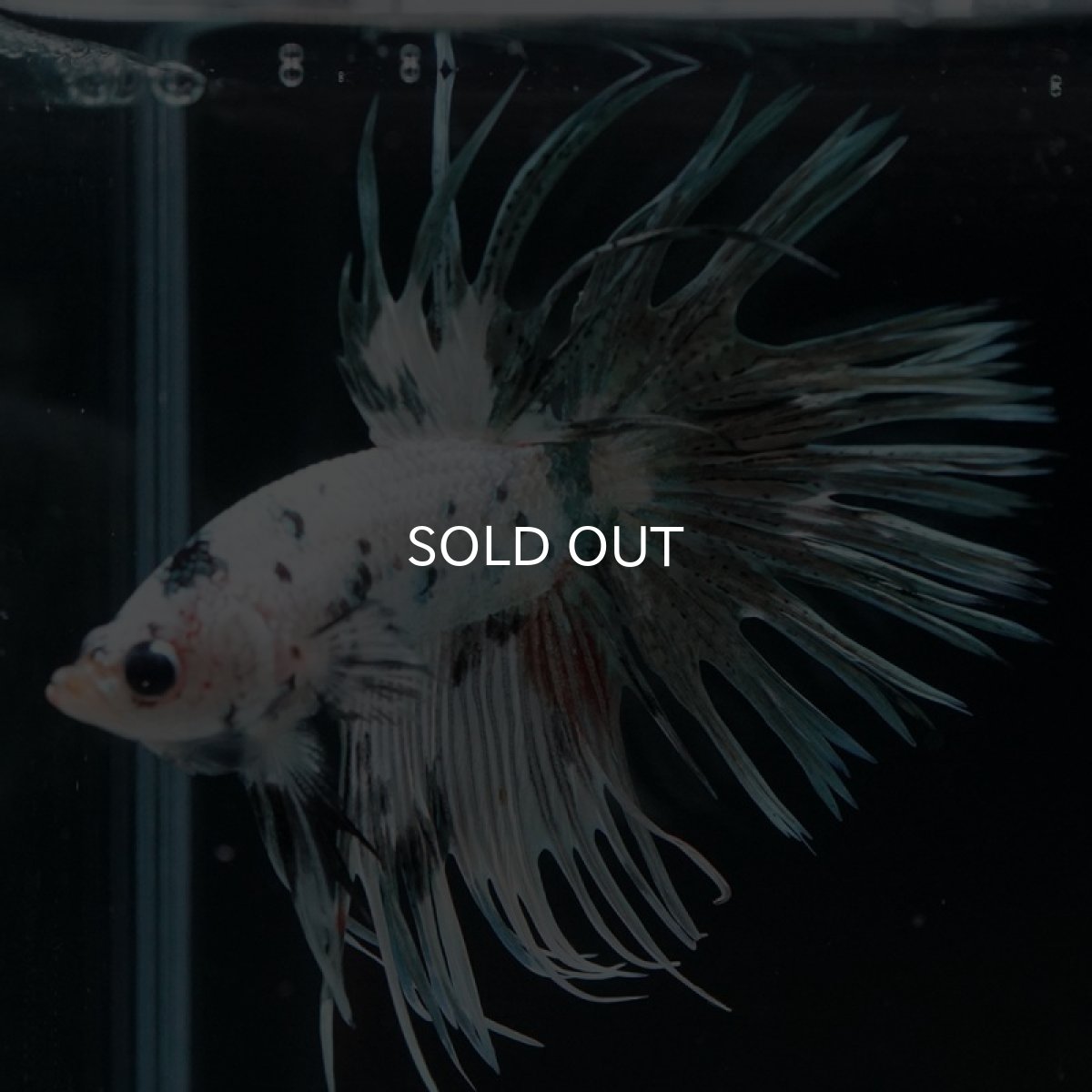 画像6: CT ホワイトカッパーマーブル (6)