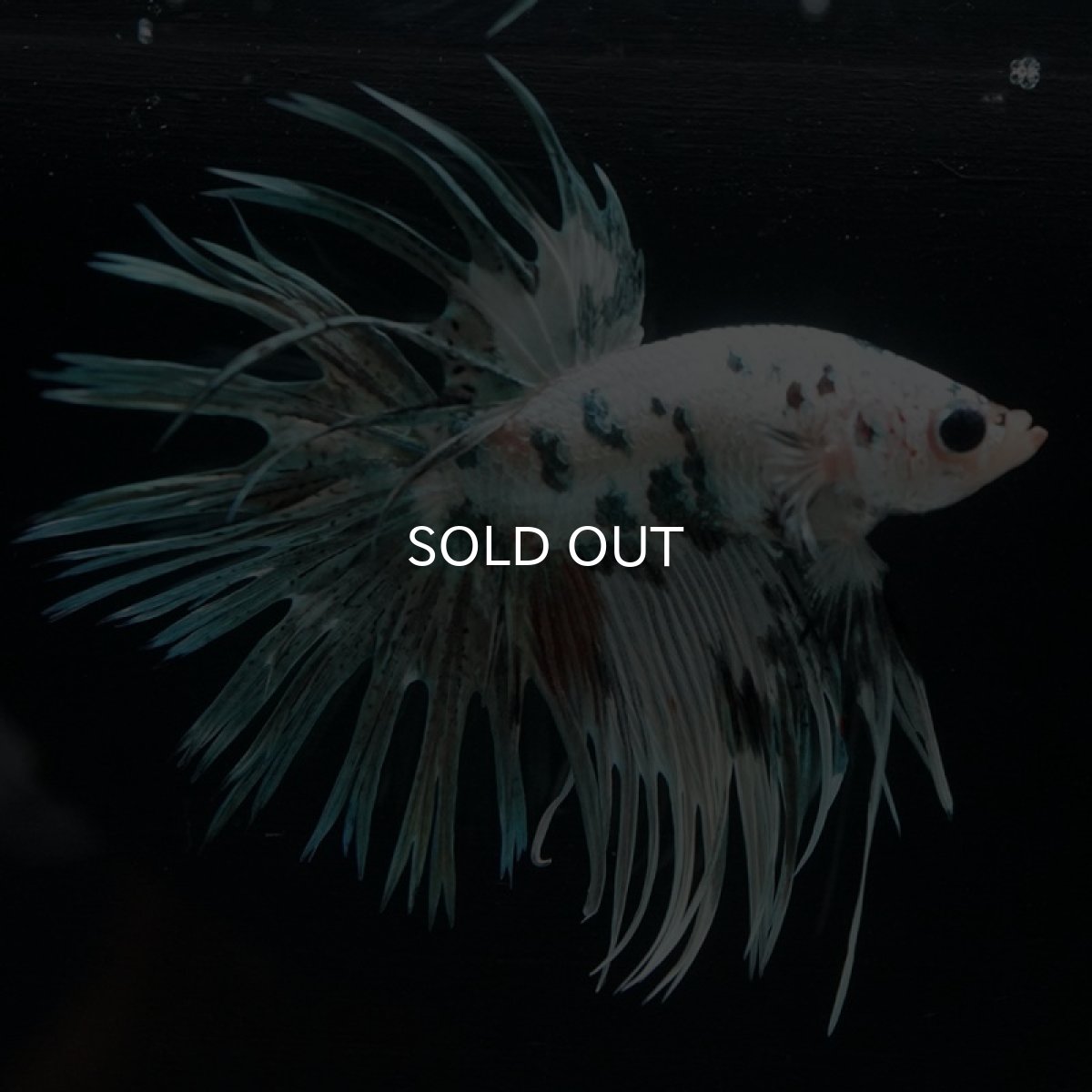 画像5: CT ホワイトカッパーマーブル (5)