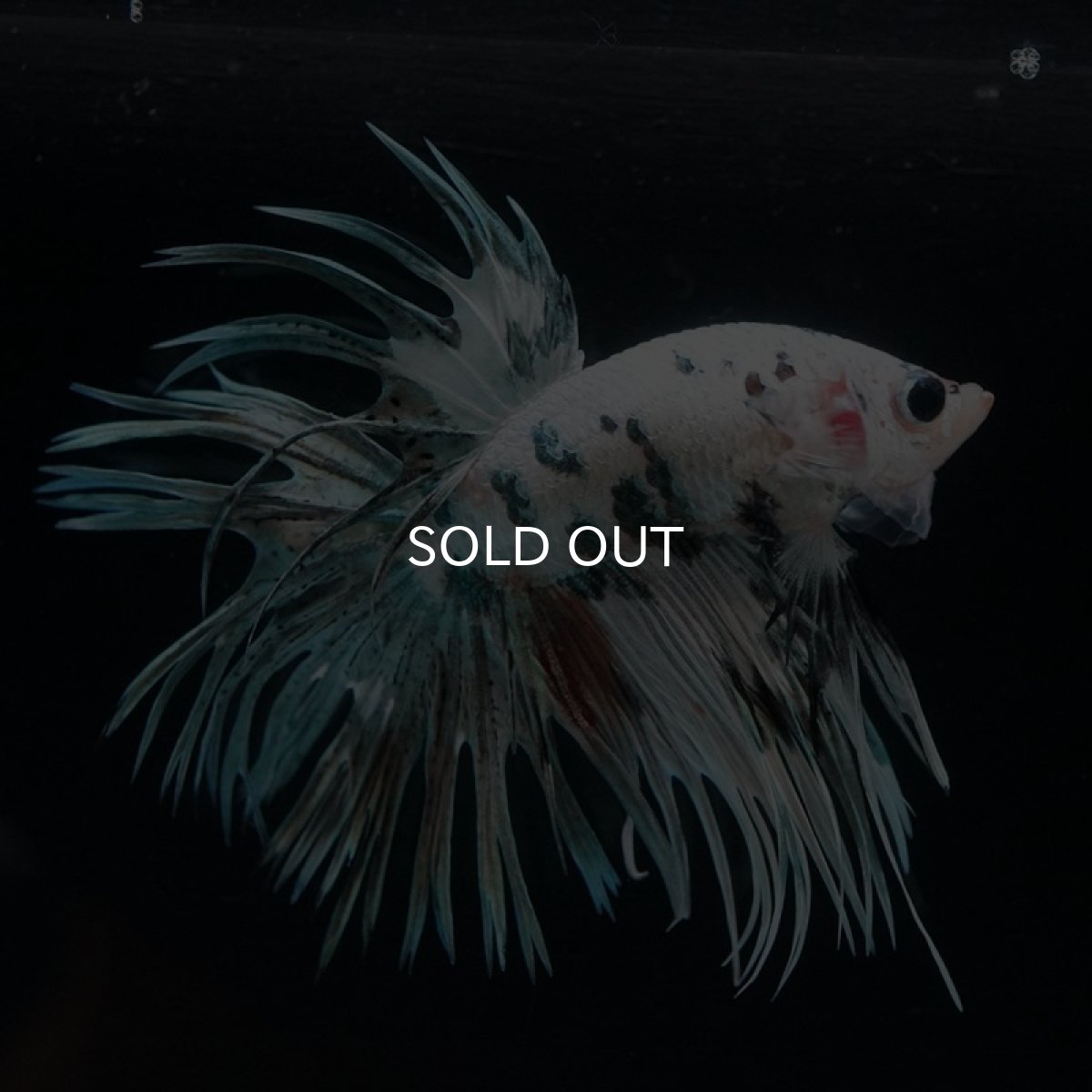 画像4: CT ホワイトカッパーマーブル (4)