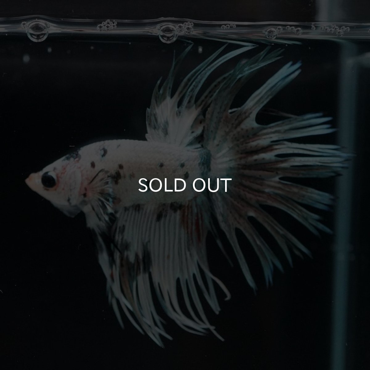 画像3: CT ホワイトカッパーマーブル (3)