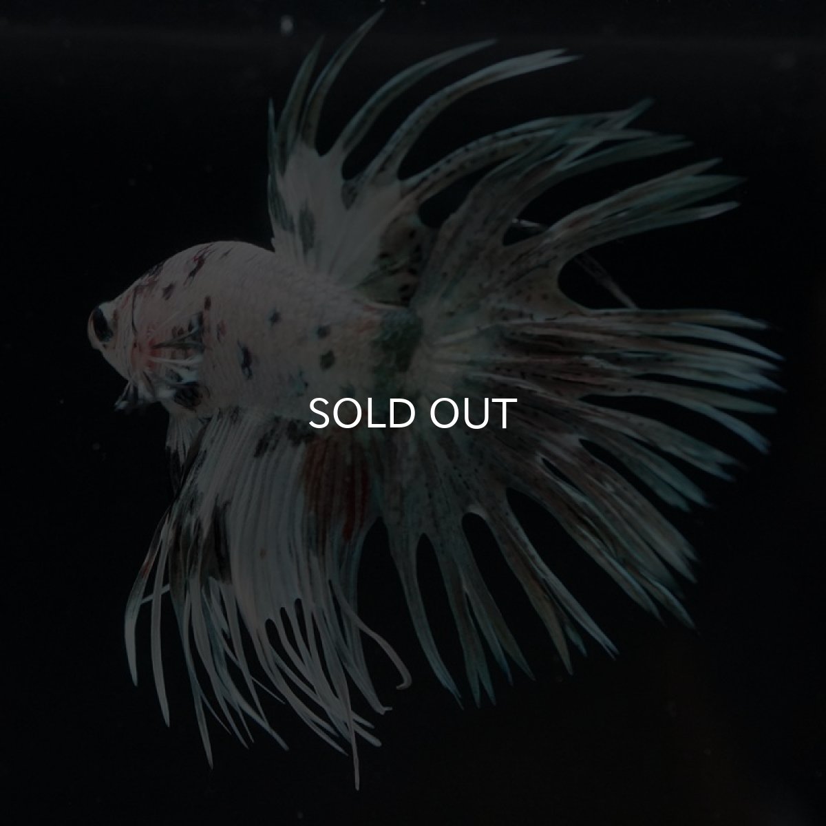 画像2: CT ホワイトカッパーマーブル (2)