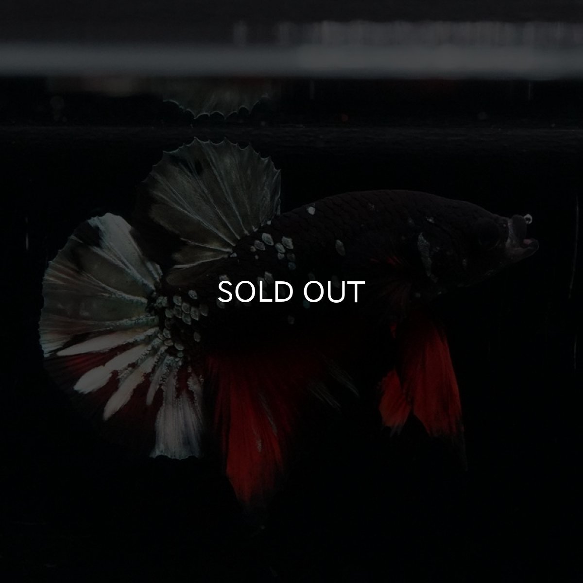 画像2: HMPK ブラックカッパースター (2)