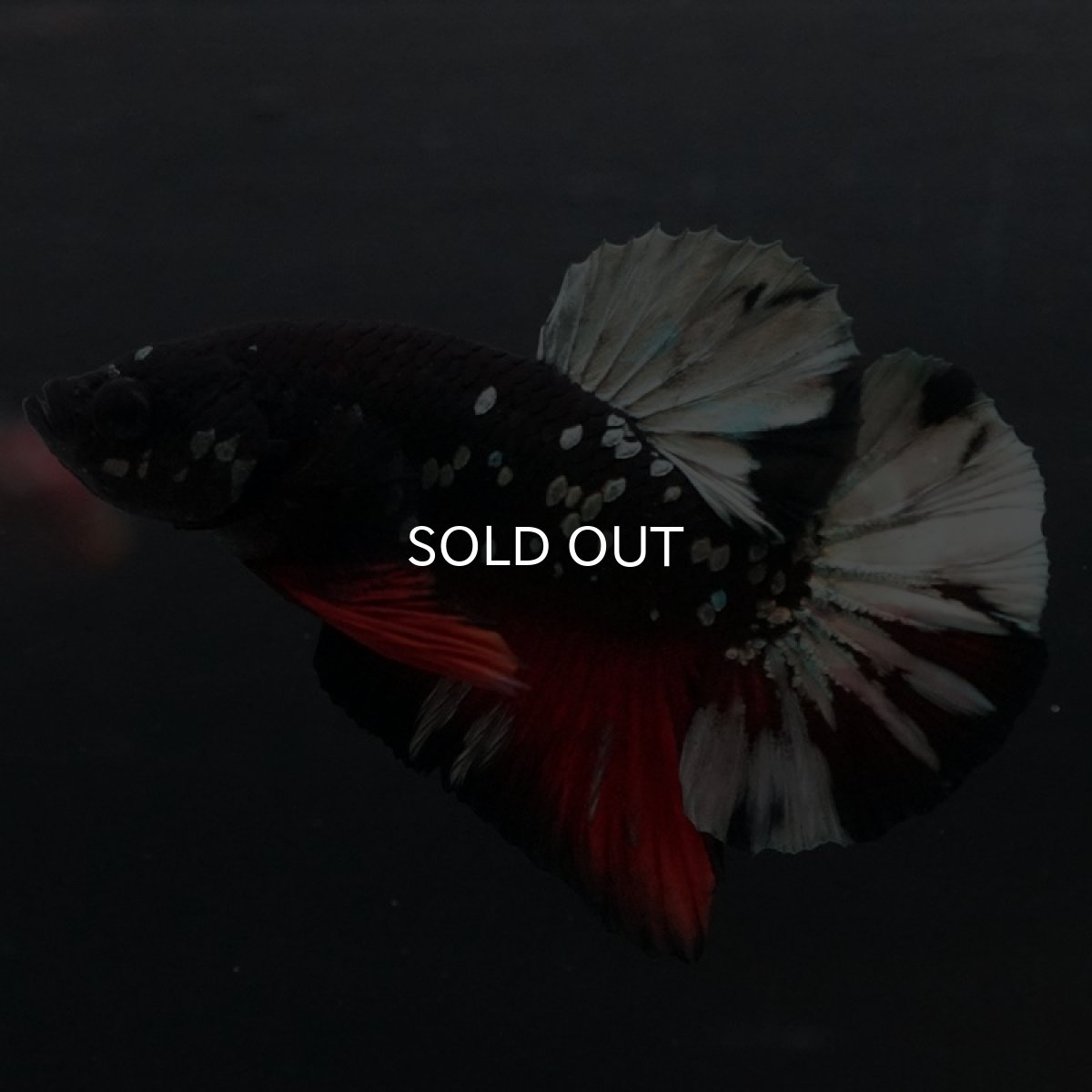 画像9: HMPK ブラックカッパースター (9)