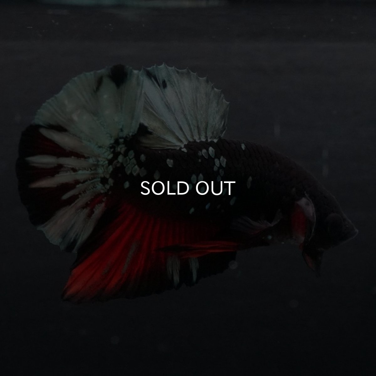 画像8: HMPK ブラックカッパースター (8)