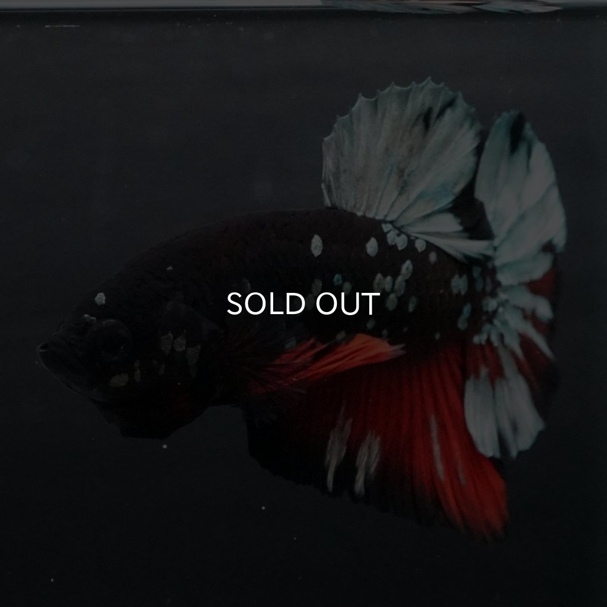 画像7: HMPK ブラックカッパースター (7)