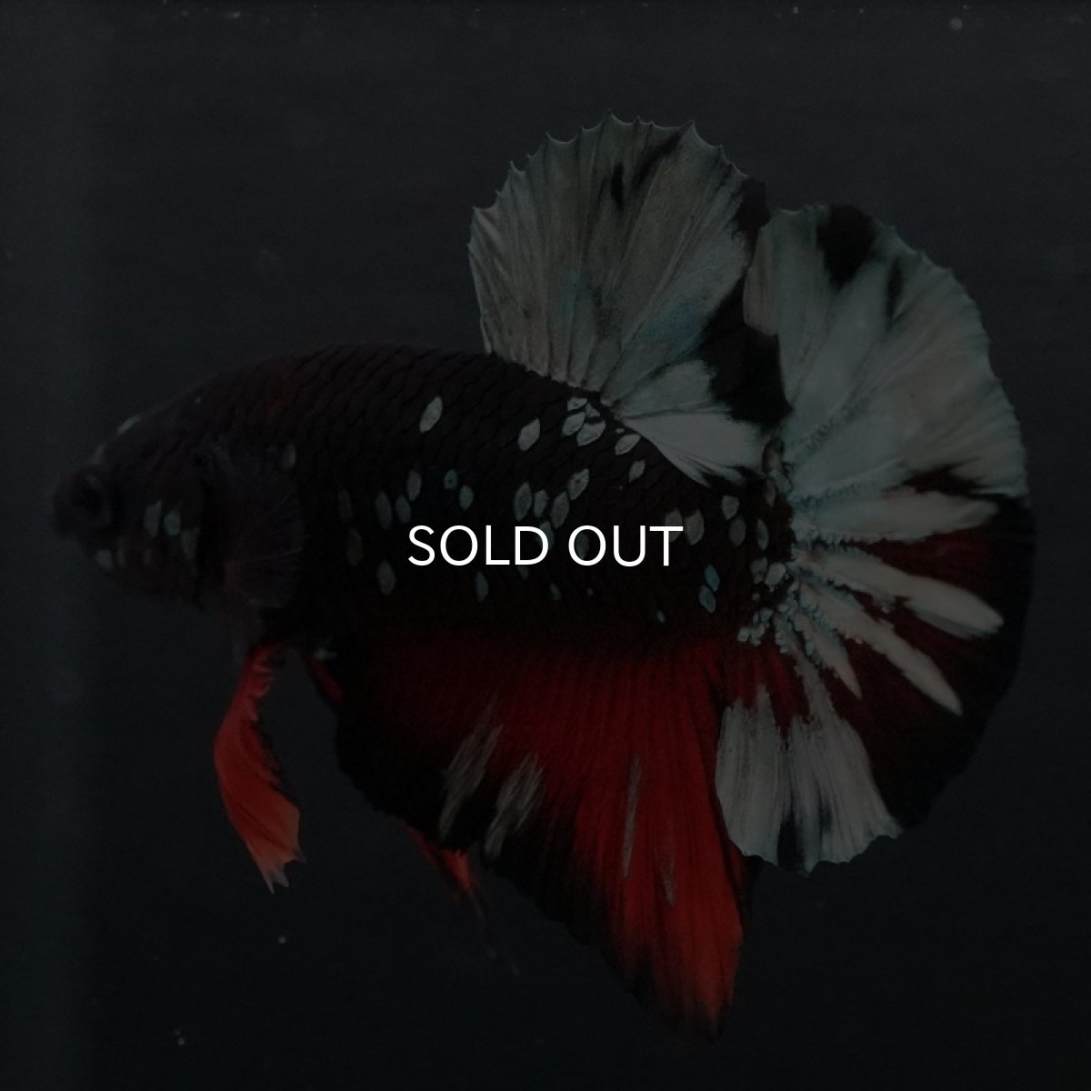 画像6: HMPK ブラックカッパースター (6)