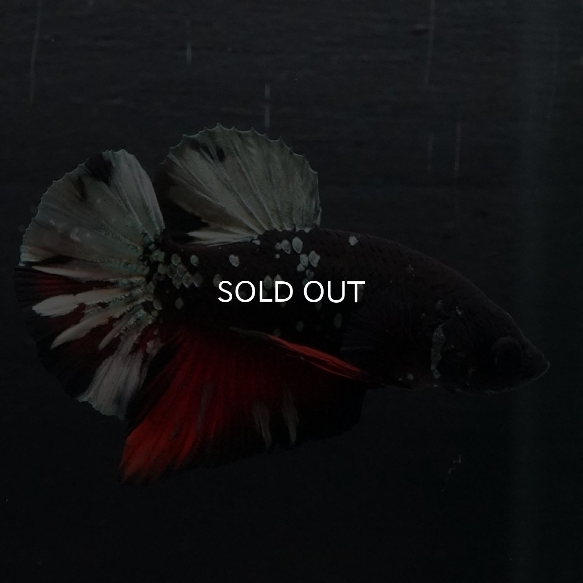 画像5: HMPK ブラックカッパースター (5)