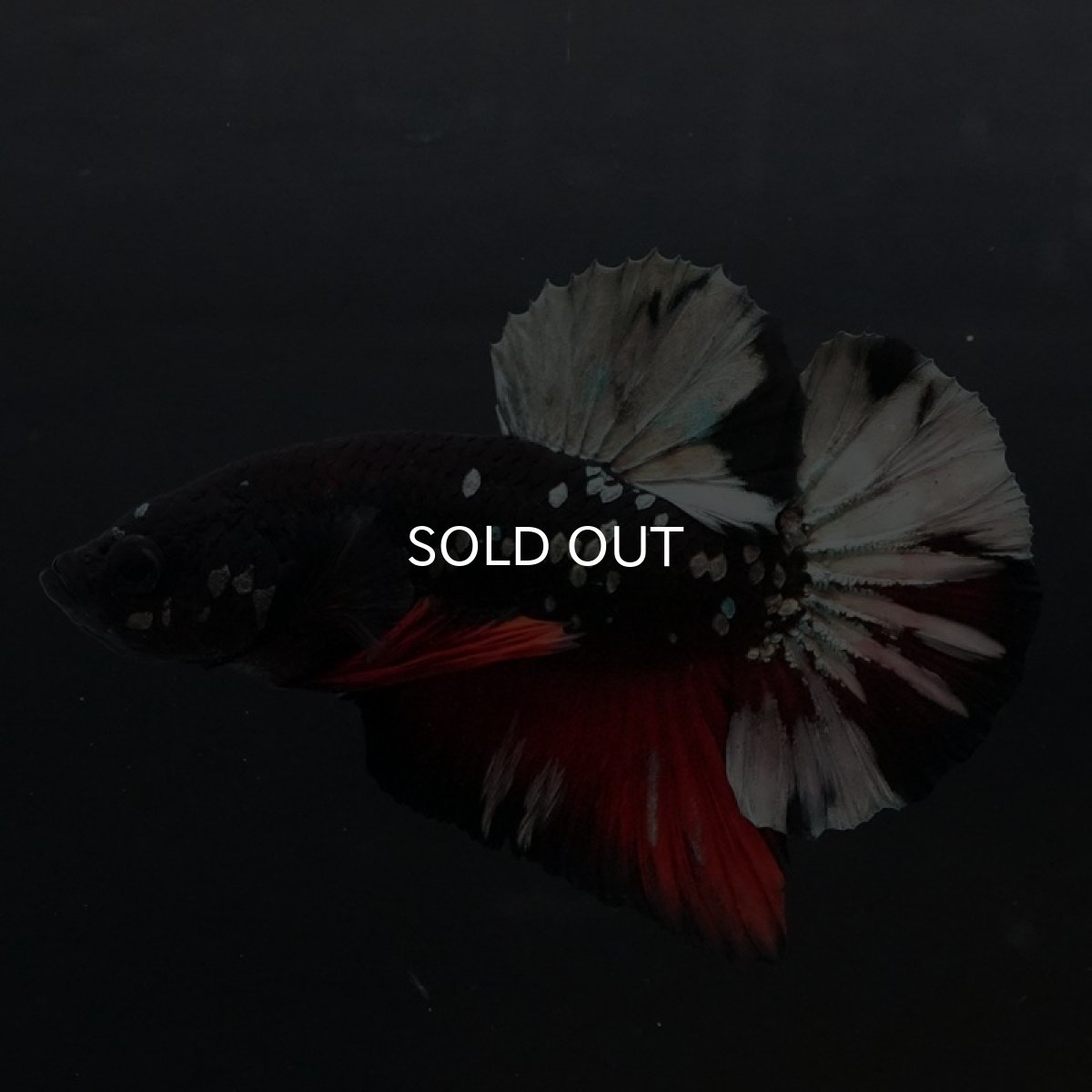 画像4: HMPK ブラックカッパースター (4)