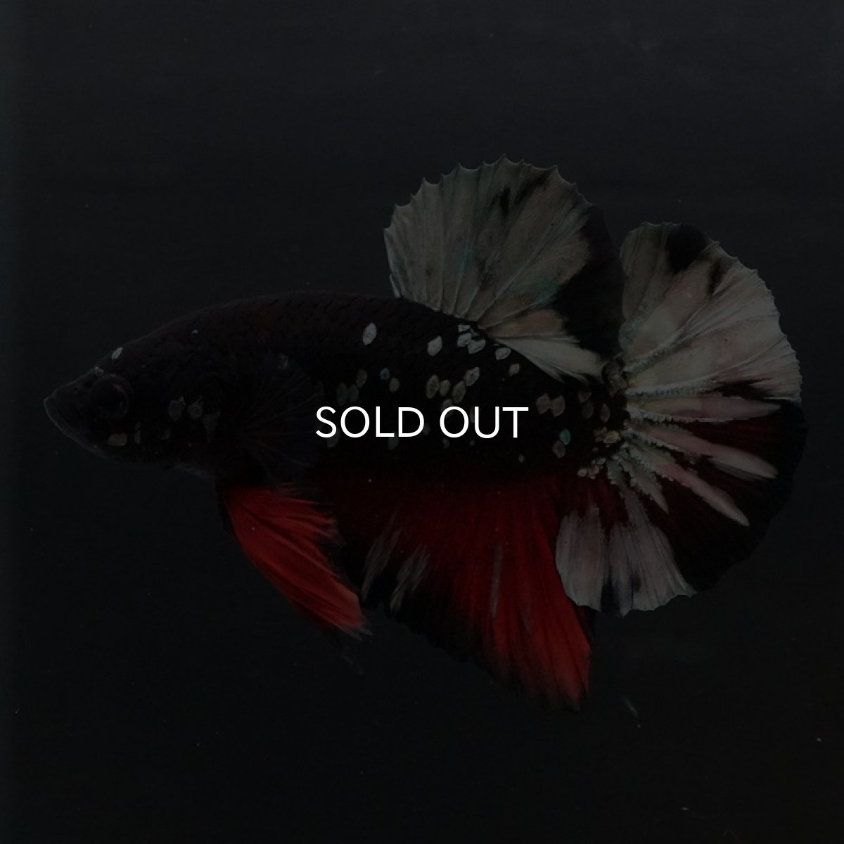 画像3: HMPK ブラックカッパースター (3)