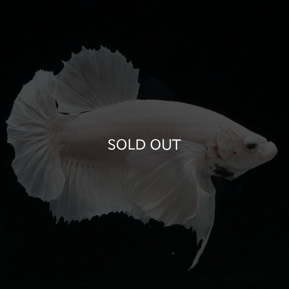 画像10: HMPK ホワイトダンボ (10)