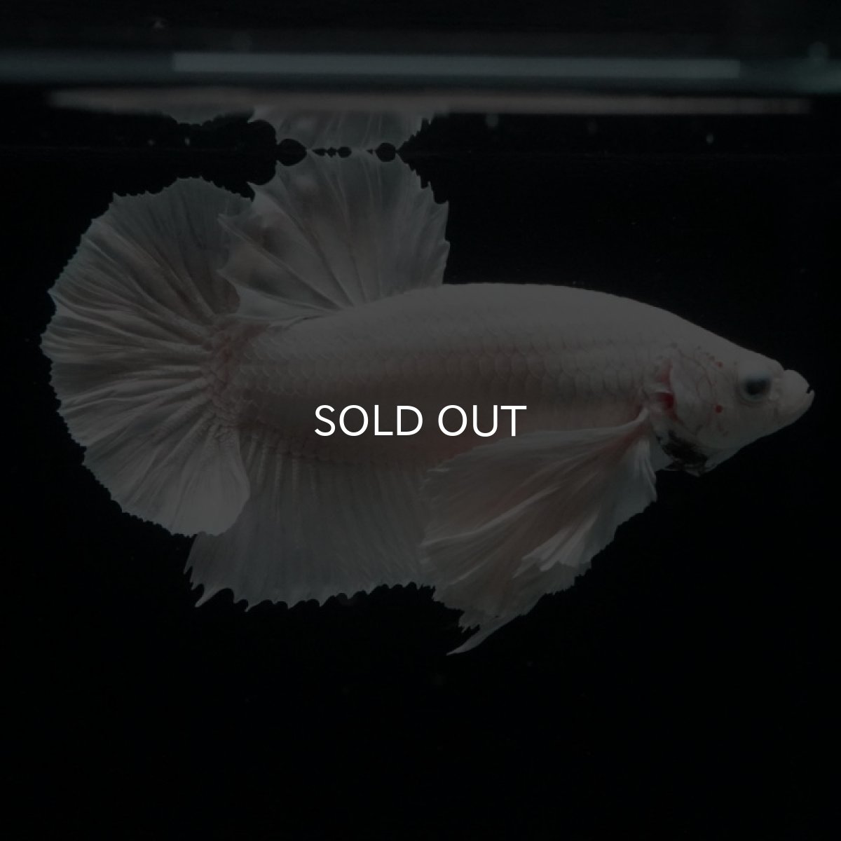 画像9: HMPK ホワイトダンボ (9)