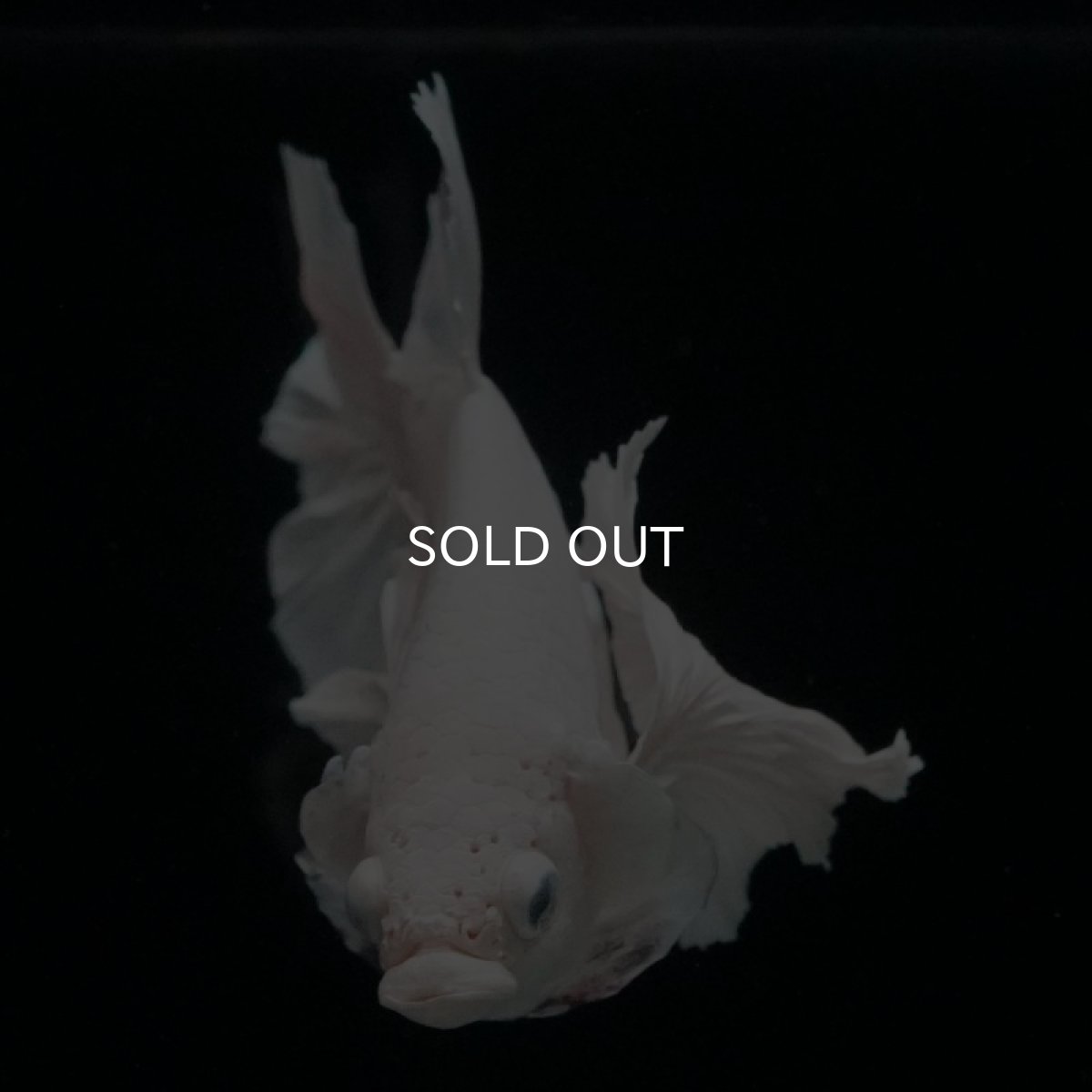 画像2: HMPK ホワイトダンボ (2)