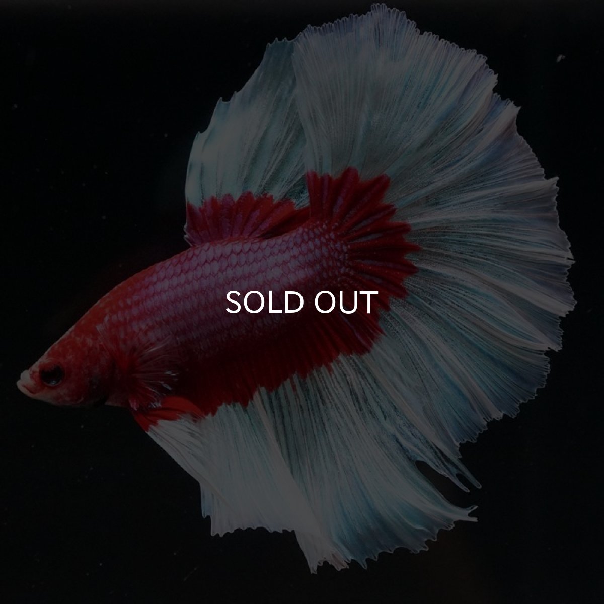 画像9: HM ラベンダーバタフライ (9)