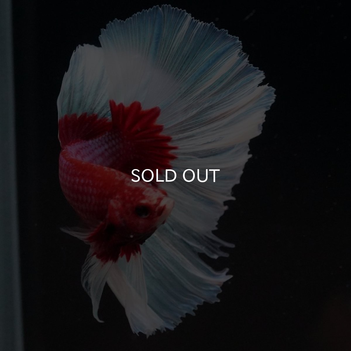 画像8: HM ラベンダーバタフライ (8)