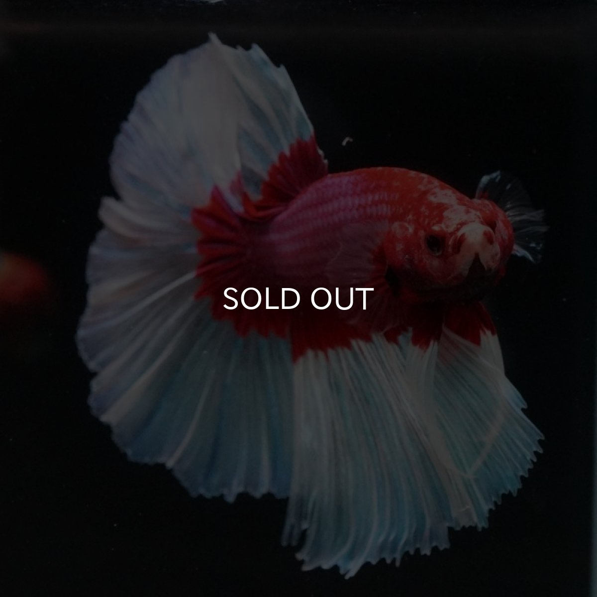 画像7: HM ラベンダーバタフライ (7)