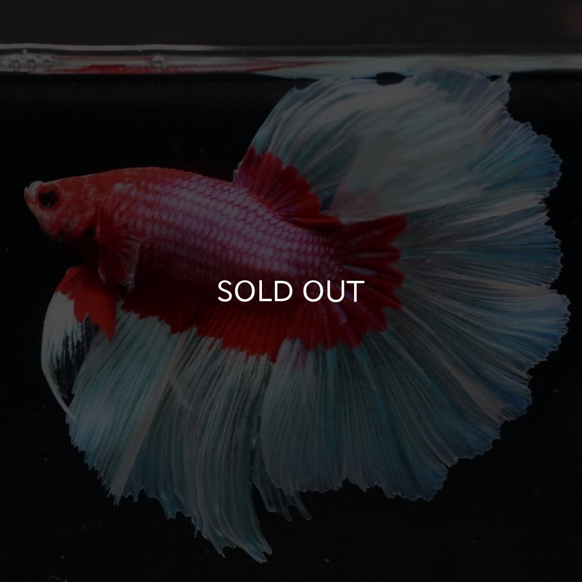 画像6: HM ラベンダーバタフライ (6)