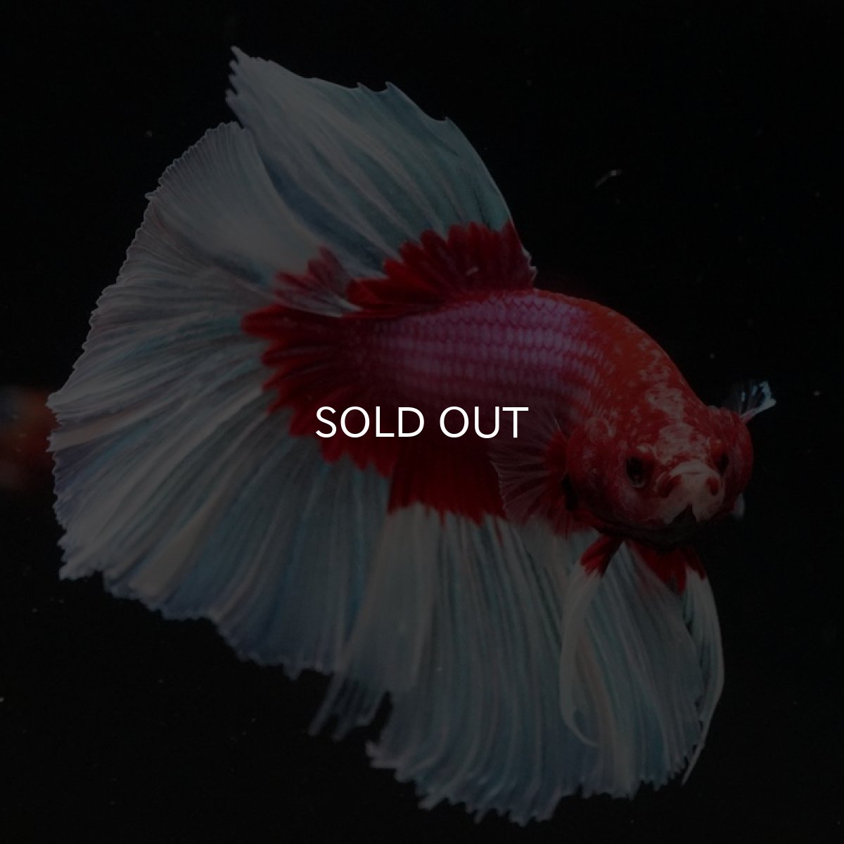 画像5: HM ラベンダーバタフライ (5)