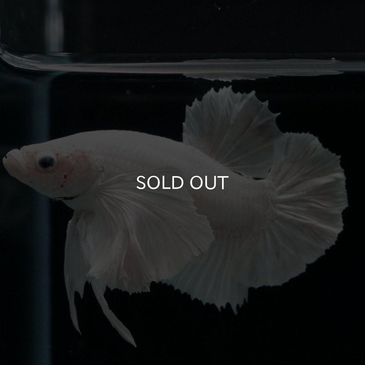 画像8: HMPK ホワイトダンボ (8)