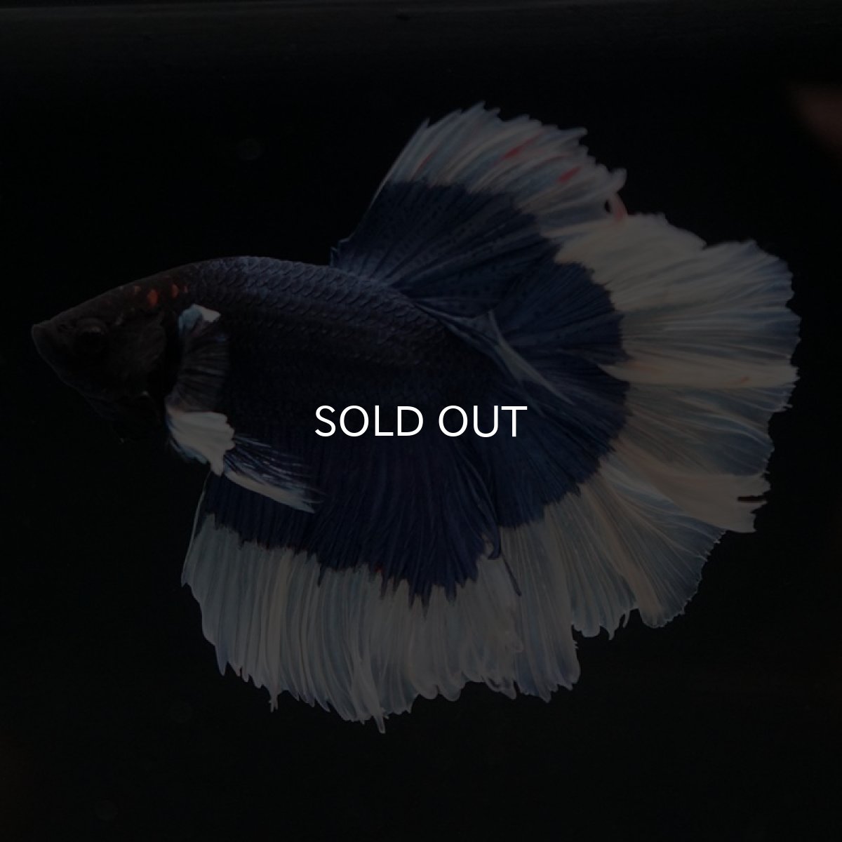 画像3: HM ブルーバタフライ ローズテール (3)