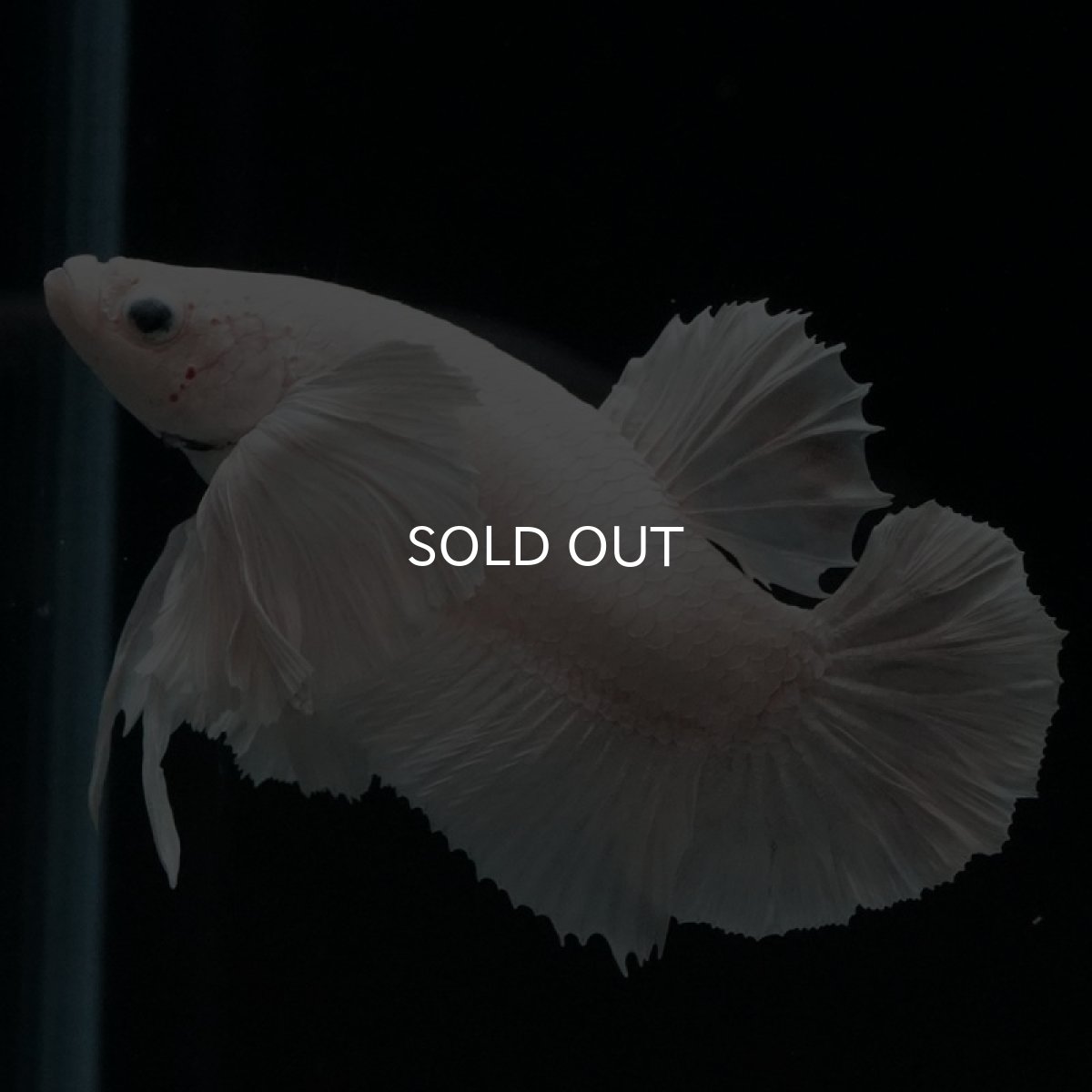 画像7: HMPK ホワイトダンボ (7)