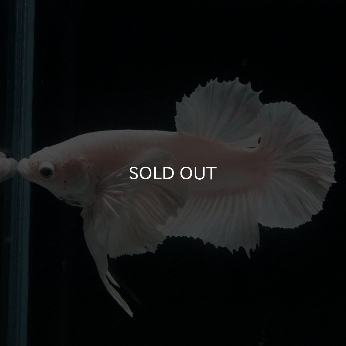 画像6: HMPK ホワイトダンボ (6)