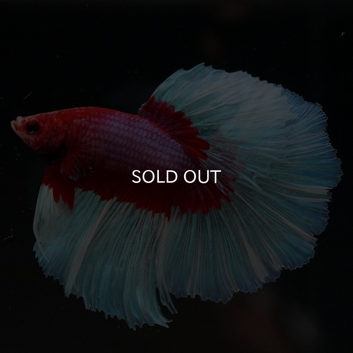 画像4: HM ラベンダーバタフライ (4)