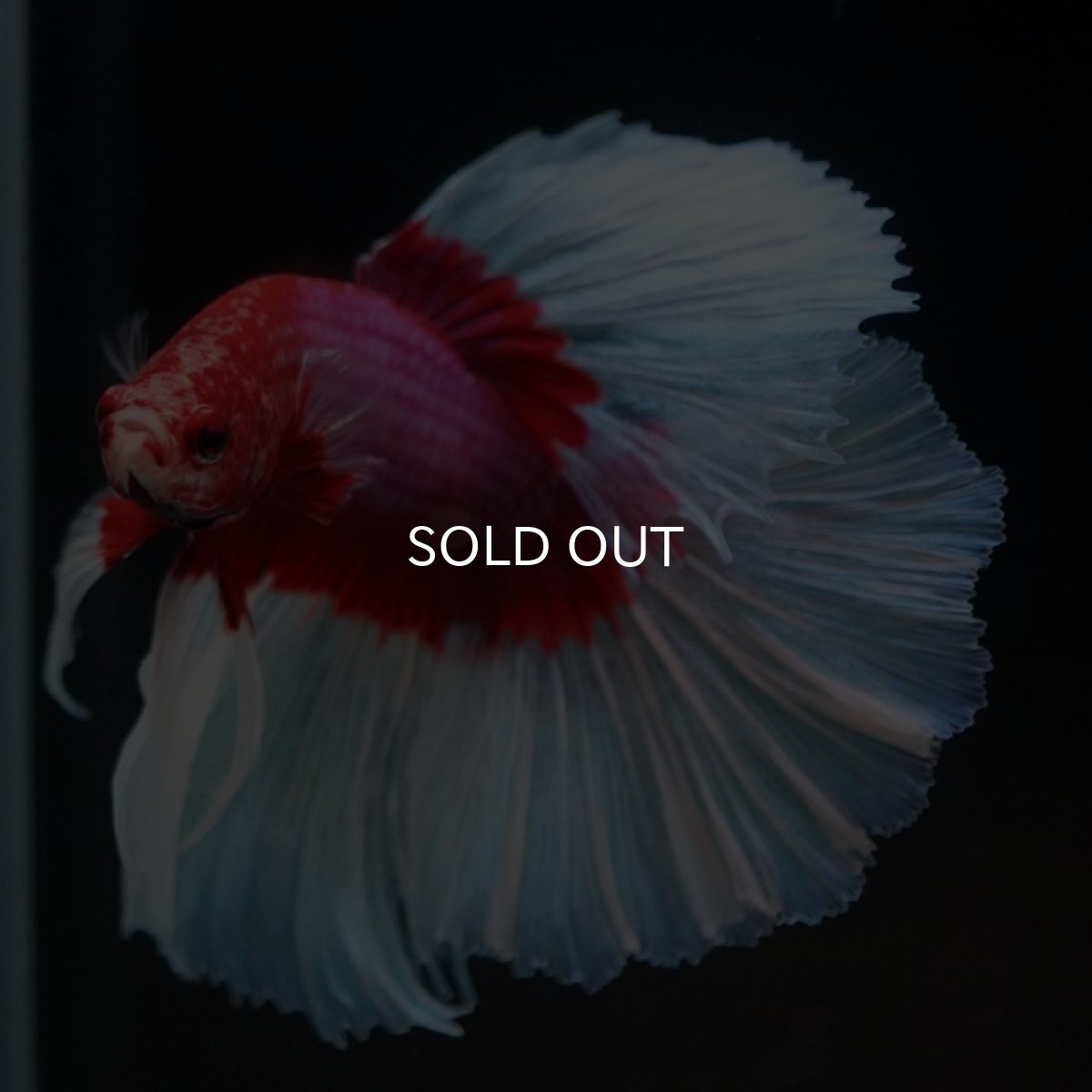 画像3: HM ラベンダーバタフライ (3)