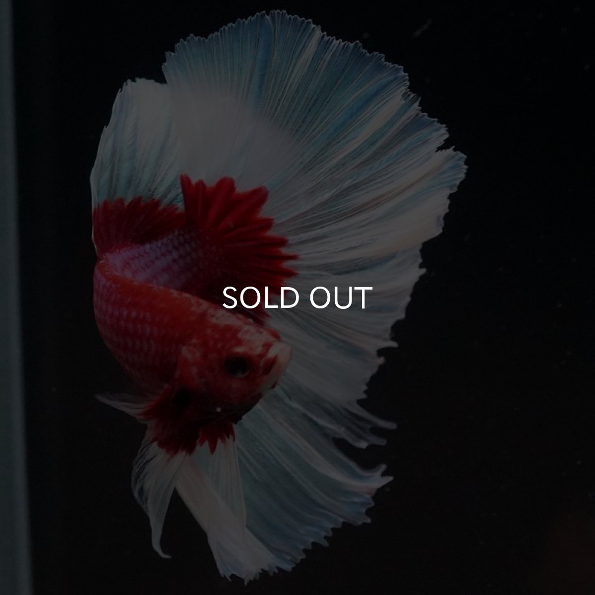 画像2: HM ラベンダーバタフライ (2)