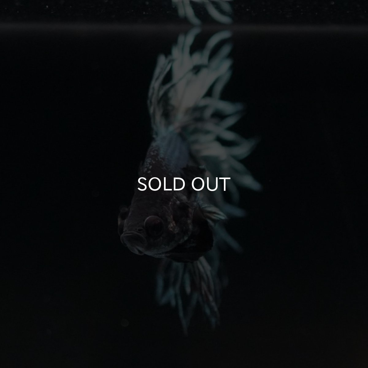 画像6: CT キングクラウン カッパー (6)