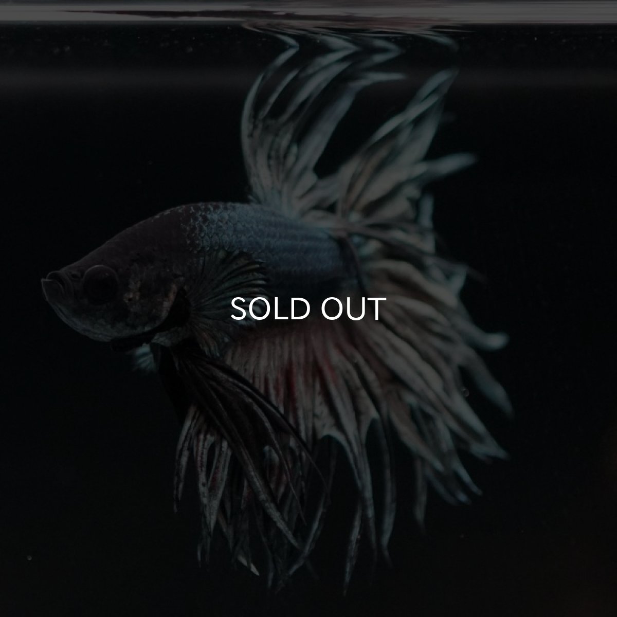 画像5: CT キングクラウン カッパー (5)