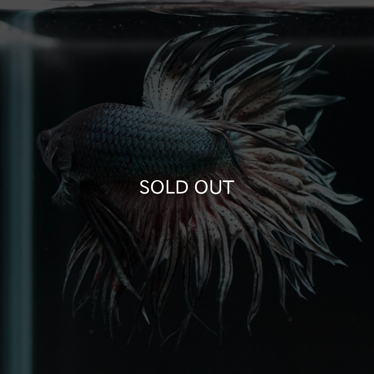 画像4: CT キングクラウン カッパー (4)