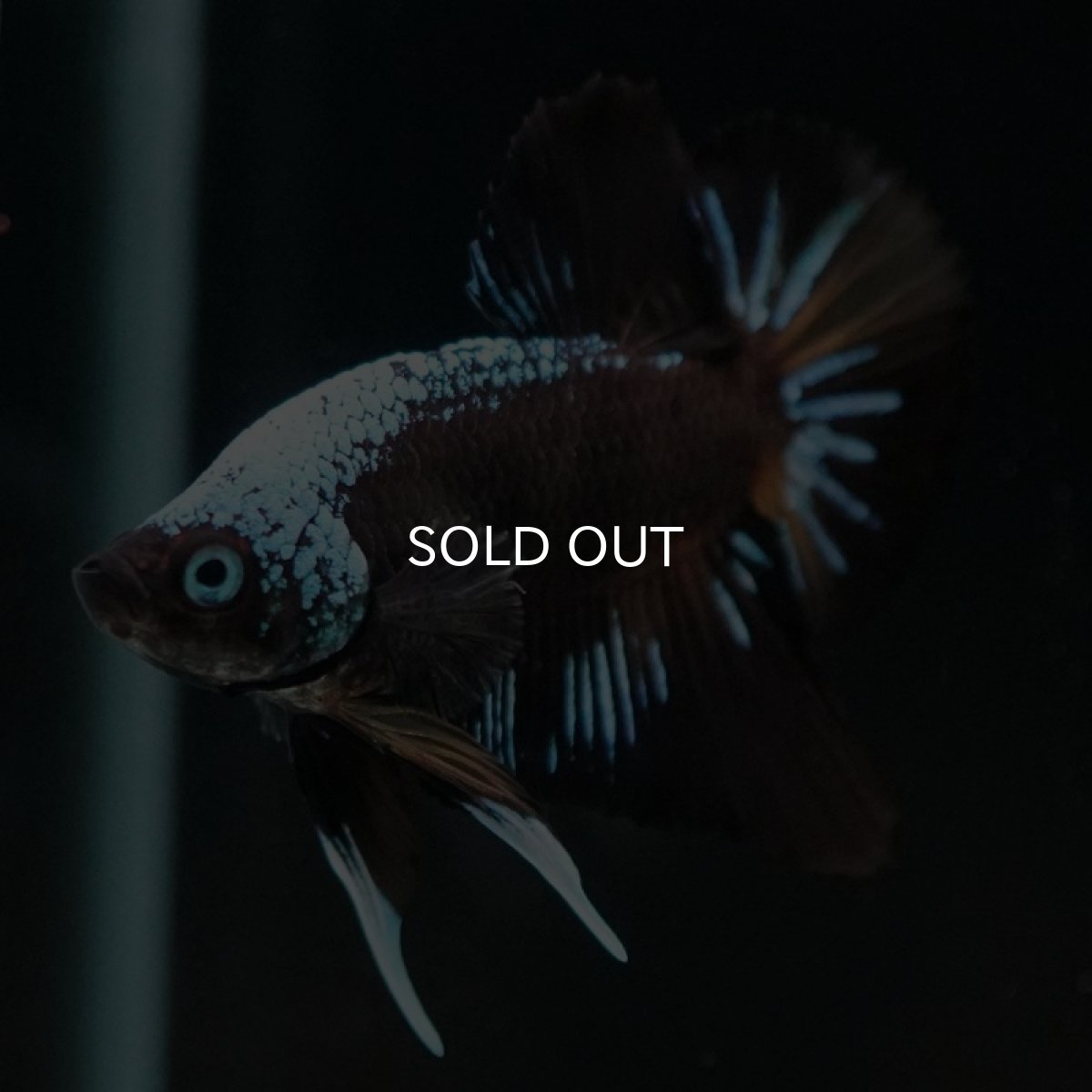 画像4: HMPK ブルーブラックサムライ 変わり柄 (4)