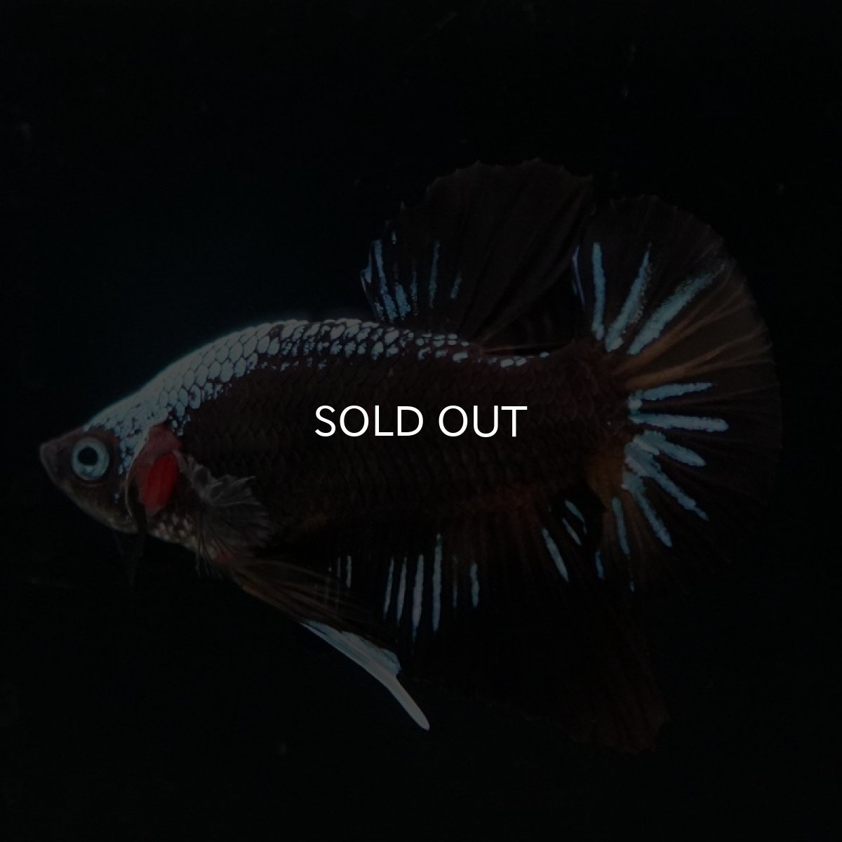 画像3: HMPK ブルーブラックサムライ 変わり柄 (3)