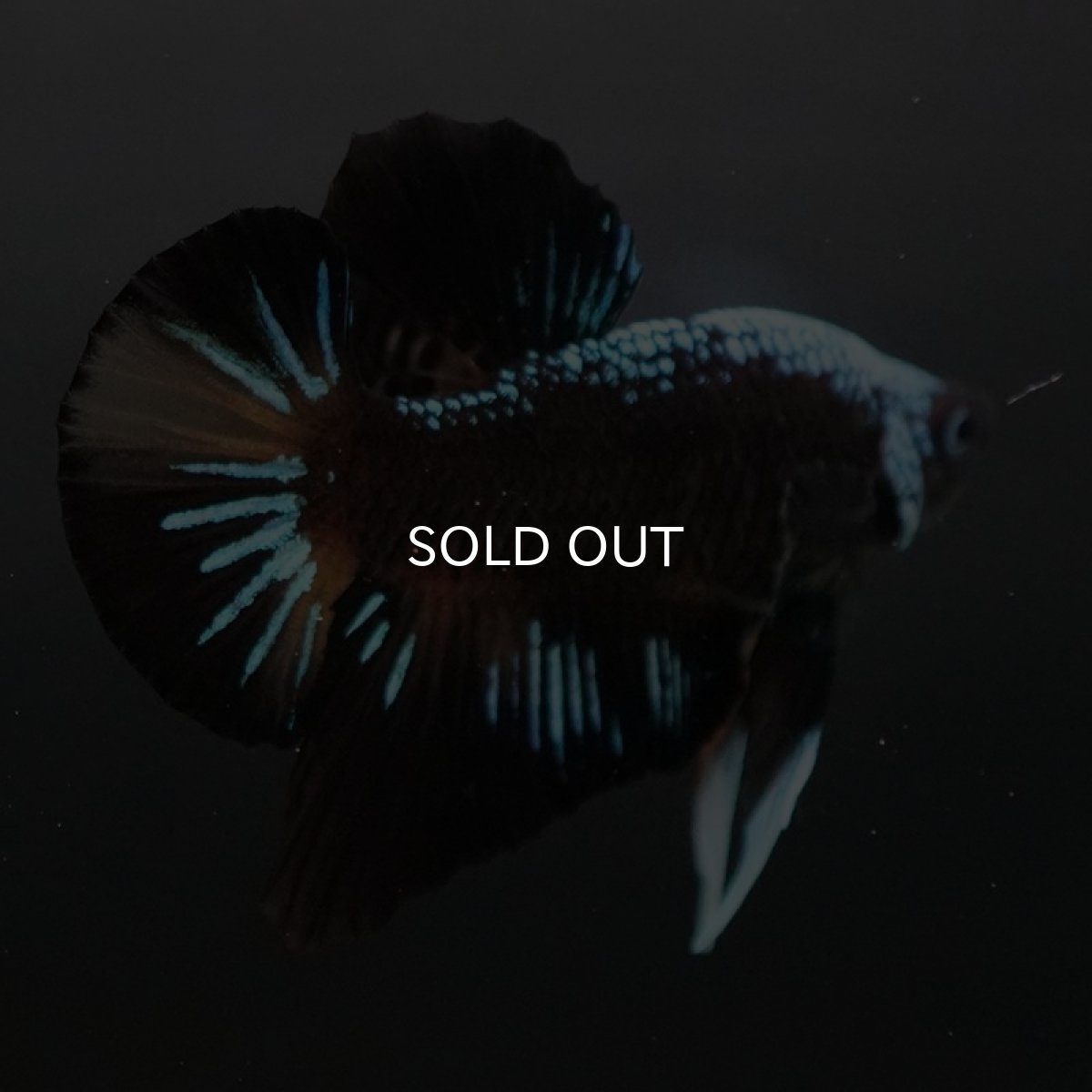 画像5: HMPK ブルーブラックサムライ 変わり柄 (5)