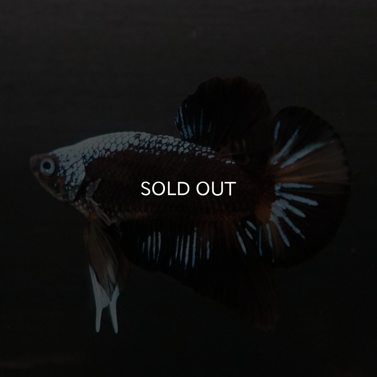 画像2: HMPK ブルーブラックサムライ 変わり柄 (2)