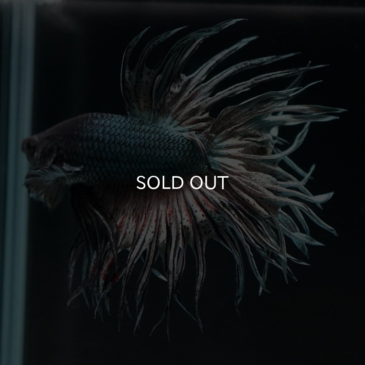 画像3: CT キングクラウン カッパー (3)