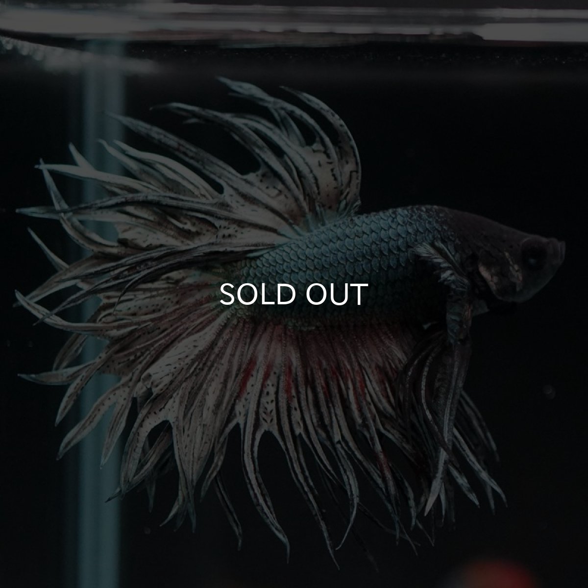 画像2: CT キングクラウン カッパー (2)