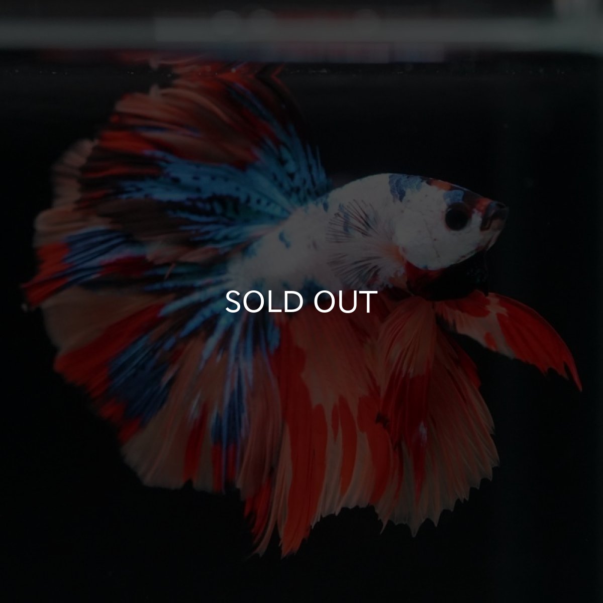 画像9: HM　キャンディレインボー (9)