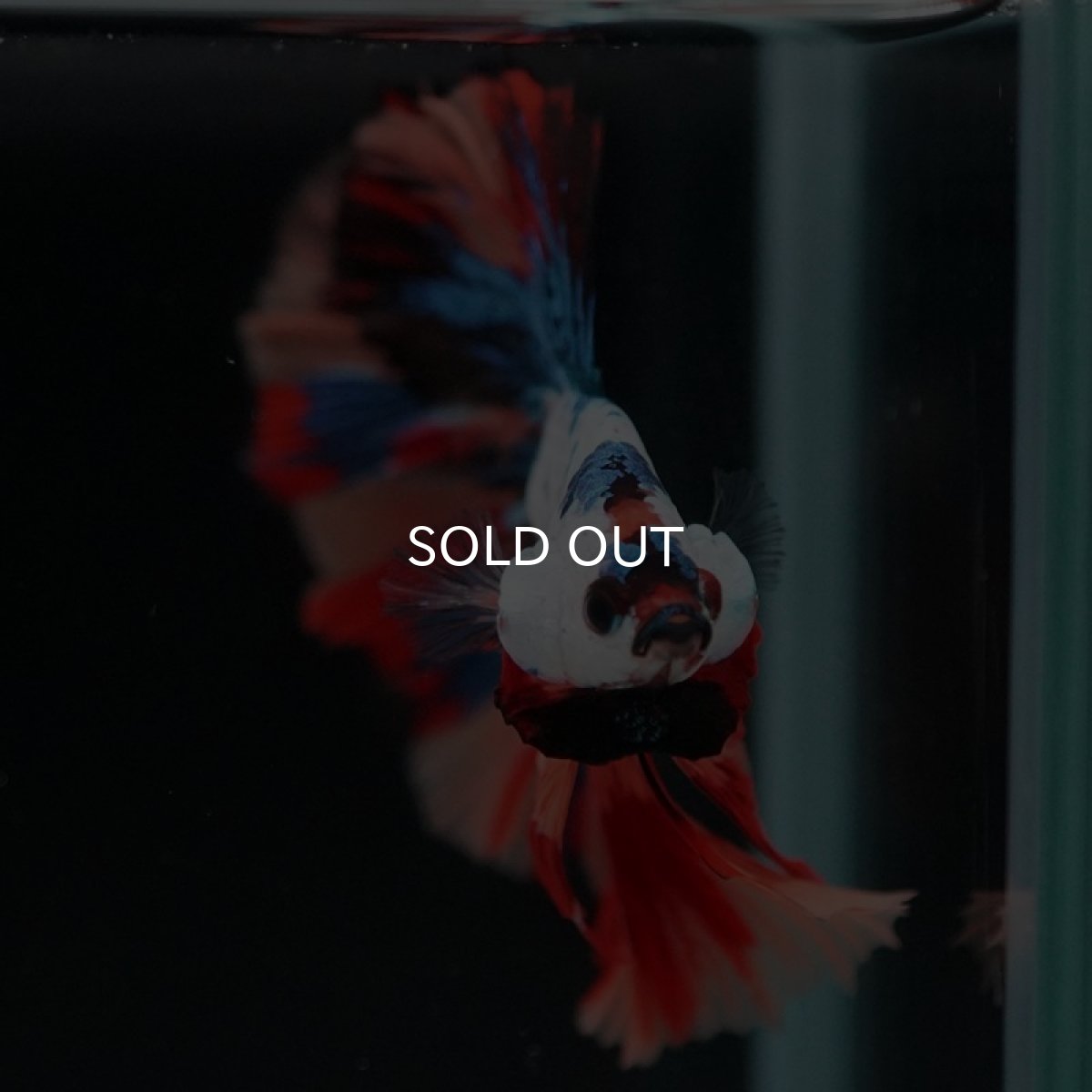 画像8: HM　キャンディレインボー (8)