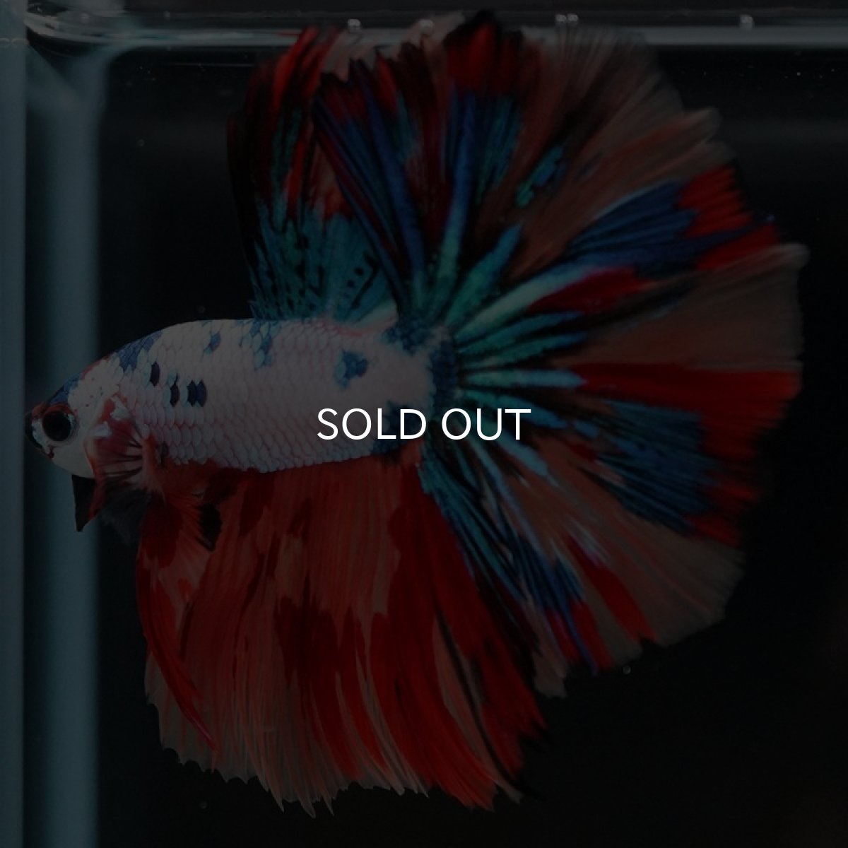 画像7: HM　キャンディレインボー (7)