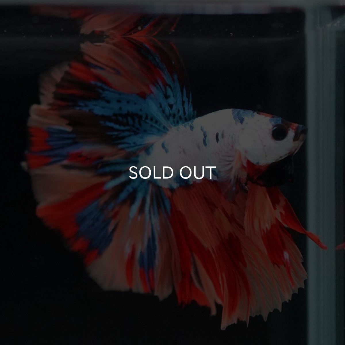 画像6: HM　キャンディレインボー (6)