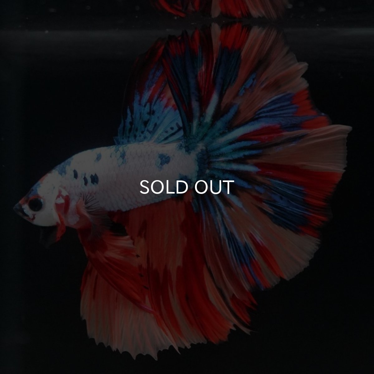 画像5: HM　キャンディレインボー (5)