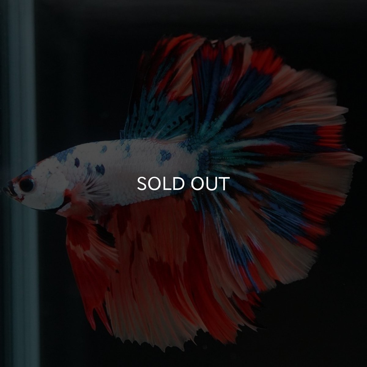 画像2: HM　キャンディレインボー (2)