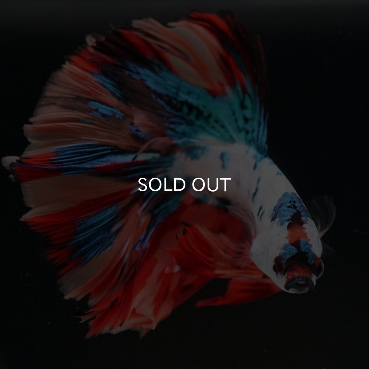 画像4: HM　キャンディレインボー (4)