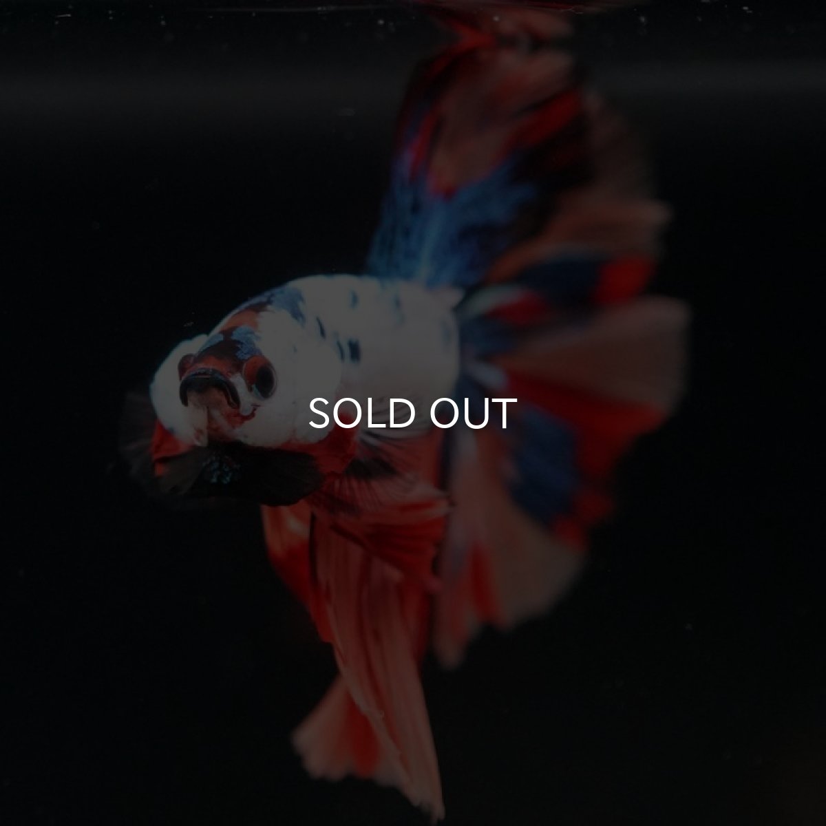 画像3: HM　キャンディレインボー (3)