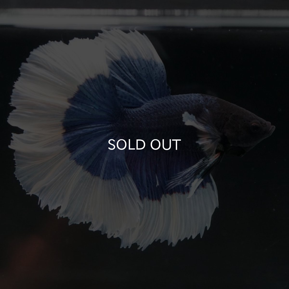 画像2: HM ブルーバタフライ ローズテール (2)